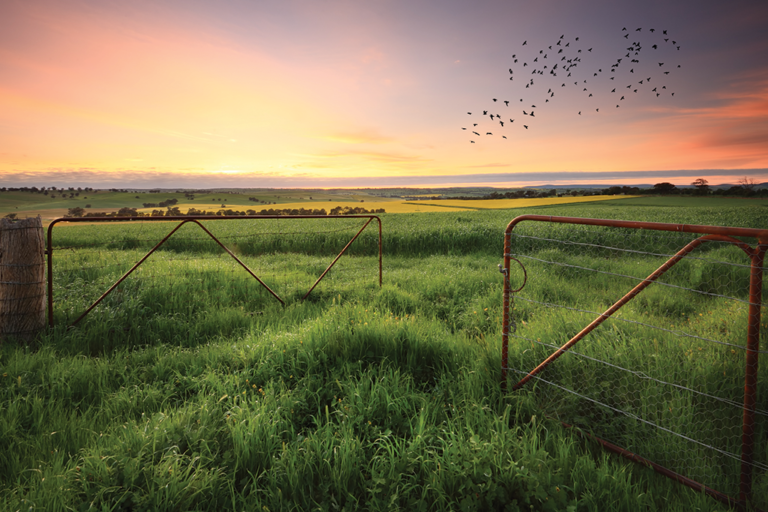 sunset in a field